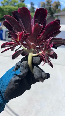 Aeonium fresh cutting
