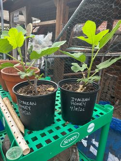 White Marseilles and Italian Honey fig trees