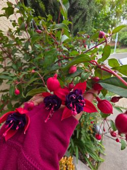 🌸 Blue Eyes Fuchsia🌿🐦