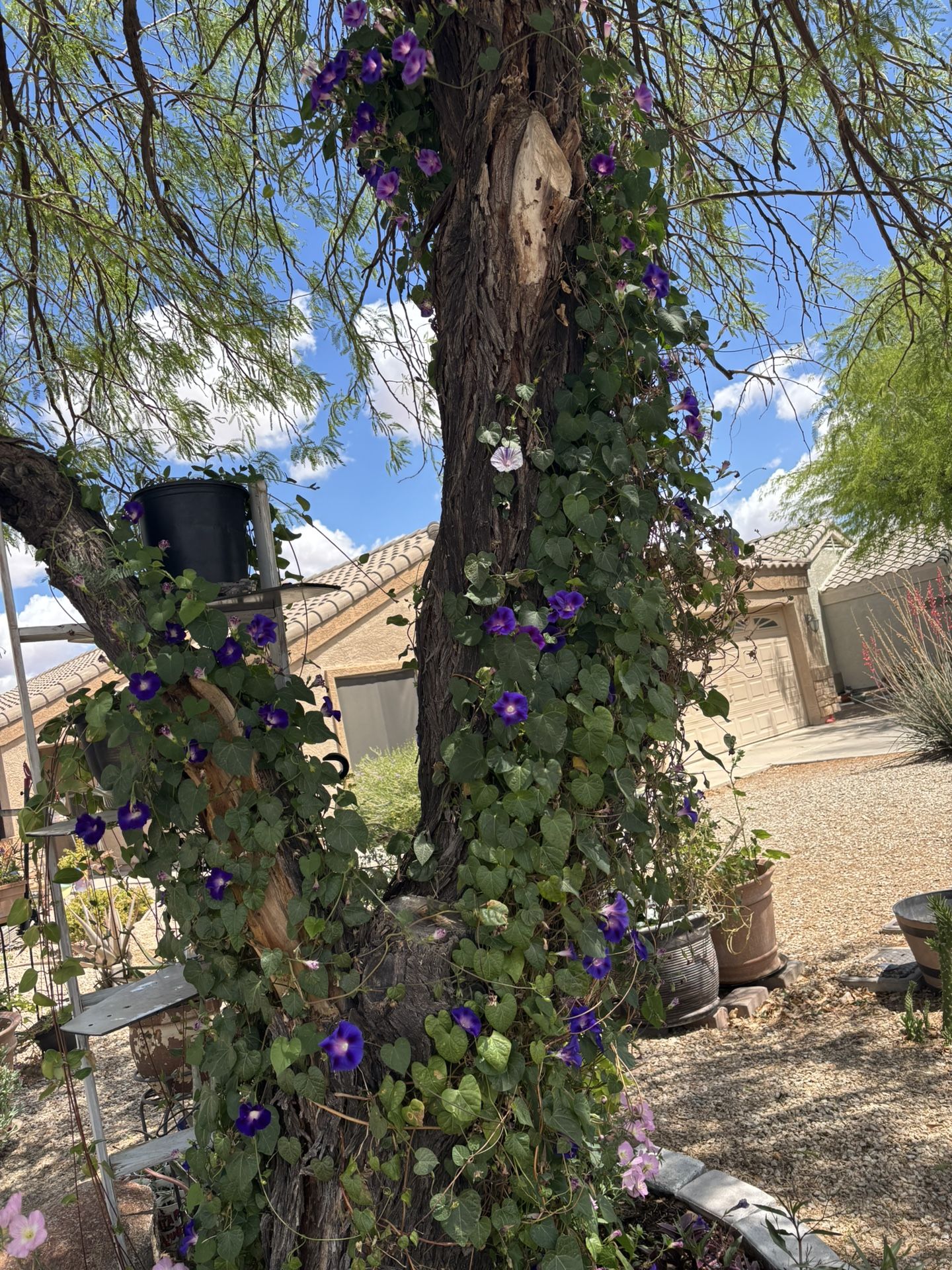 Morning Glory Climbing Plant $1