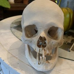 Taxidermy Human Skull!! $800!!