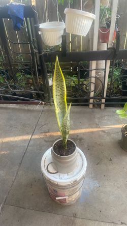 Snake plant