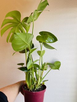 gloriosum philodendron Philodendron Gloriosum