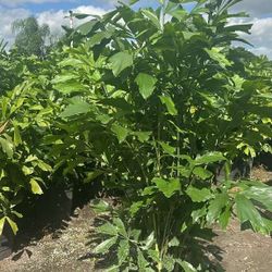 Fishtail  Tall Instant Privacy Hedge Full Green Fertilize Wide Ready For Planting Same Day Transportation