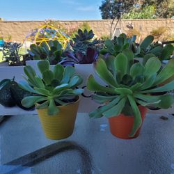 Potted Succulants