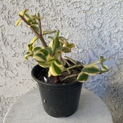 6 Inch Pot Succulent Plant - 	Crassula Sarmentosa Variegated - Comet Variegata - Rooted & Established Plant - Drought Resistant - 🪴 