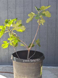 Brown turkey fig tree