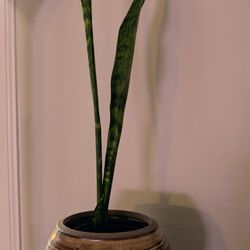 Tall snake plant and pot