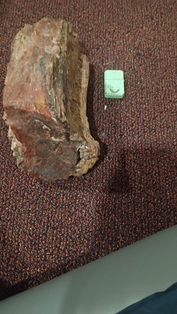 Tree Trunk, Of Petrified Wood, Very Colorful About 20 8nches Tall