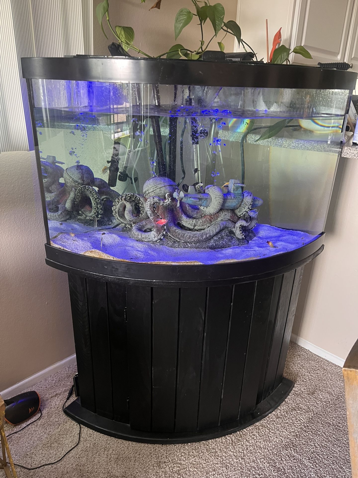 55 Gallon Fish tank With Fish
