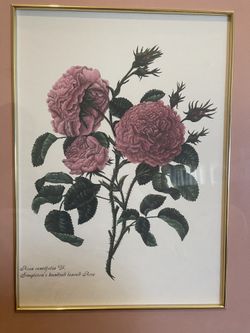 Rosa Centifolia V. Painting Framed