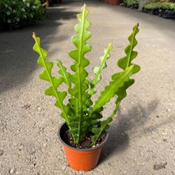 Plant cactus zig zag fishbone  Epiphyllum anguliger ric rac easy