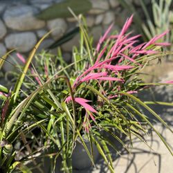 Bilberries Bromeliad(Queen’s Tears) 5 gallon pot. Only 4 left.