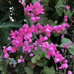 Plantas De Enrredadera Pequeñas 