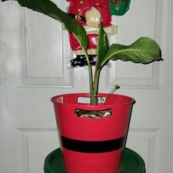 Peace Lily Plant (Air Purifier)