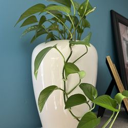 Pothos Plant. Golden Pothos, Devil's Ivy