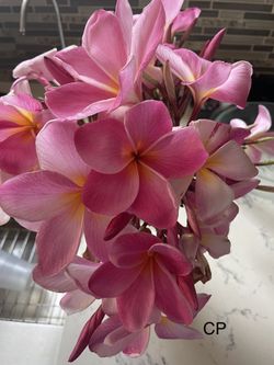 Plumeria Bag Rooted Pink