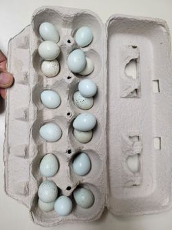 Celadon quail hatching eggs