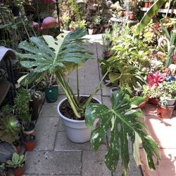 Variegated Monstera Thai Constalation Philodendron Plant