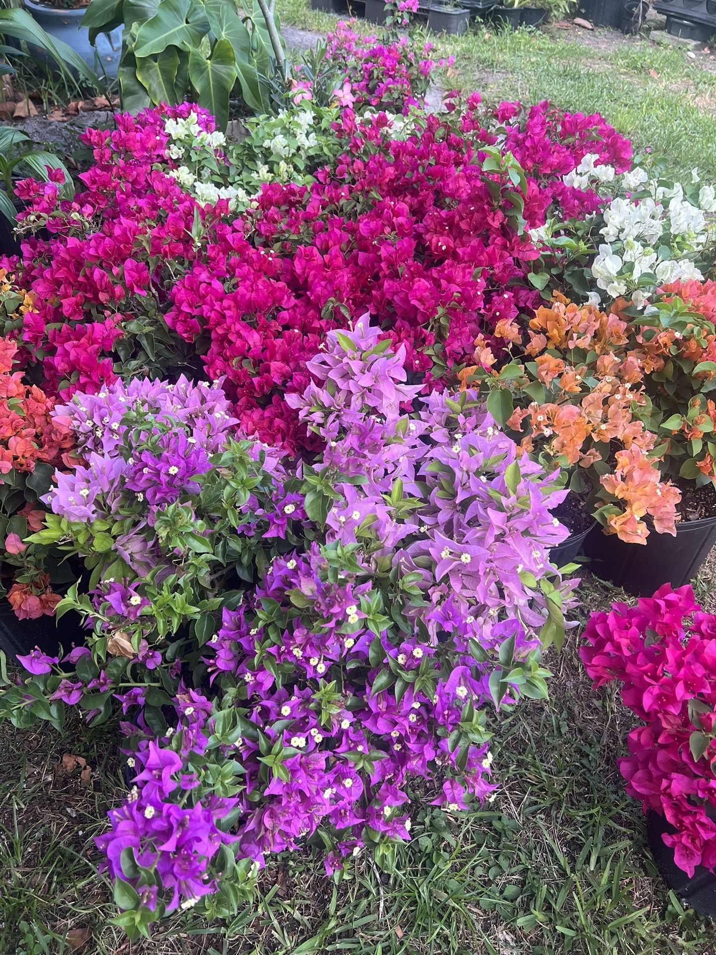 BOUGAINVILLEA PLANT (3 gallon pot) Landscaping and More!