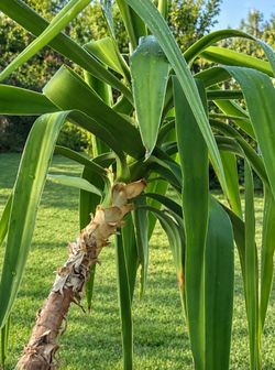 Plant extras