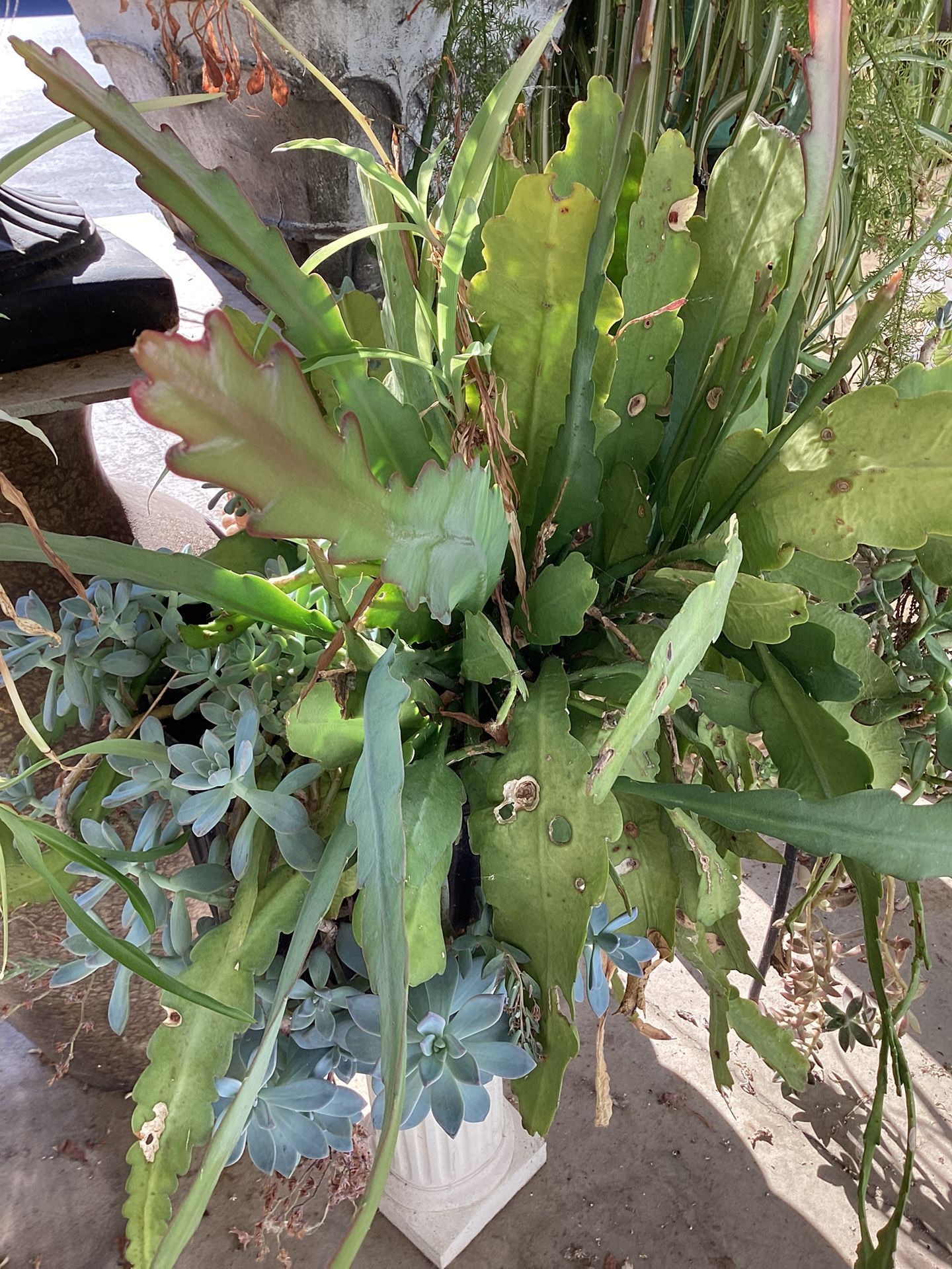 Pot Plants Succulates