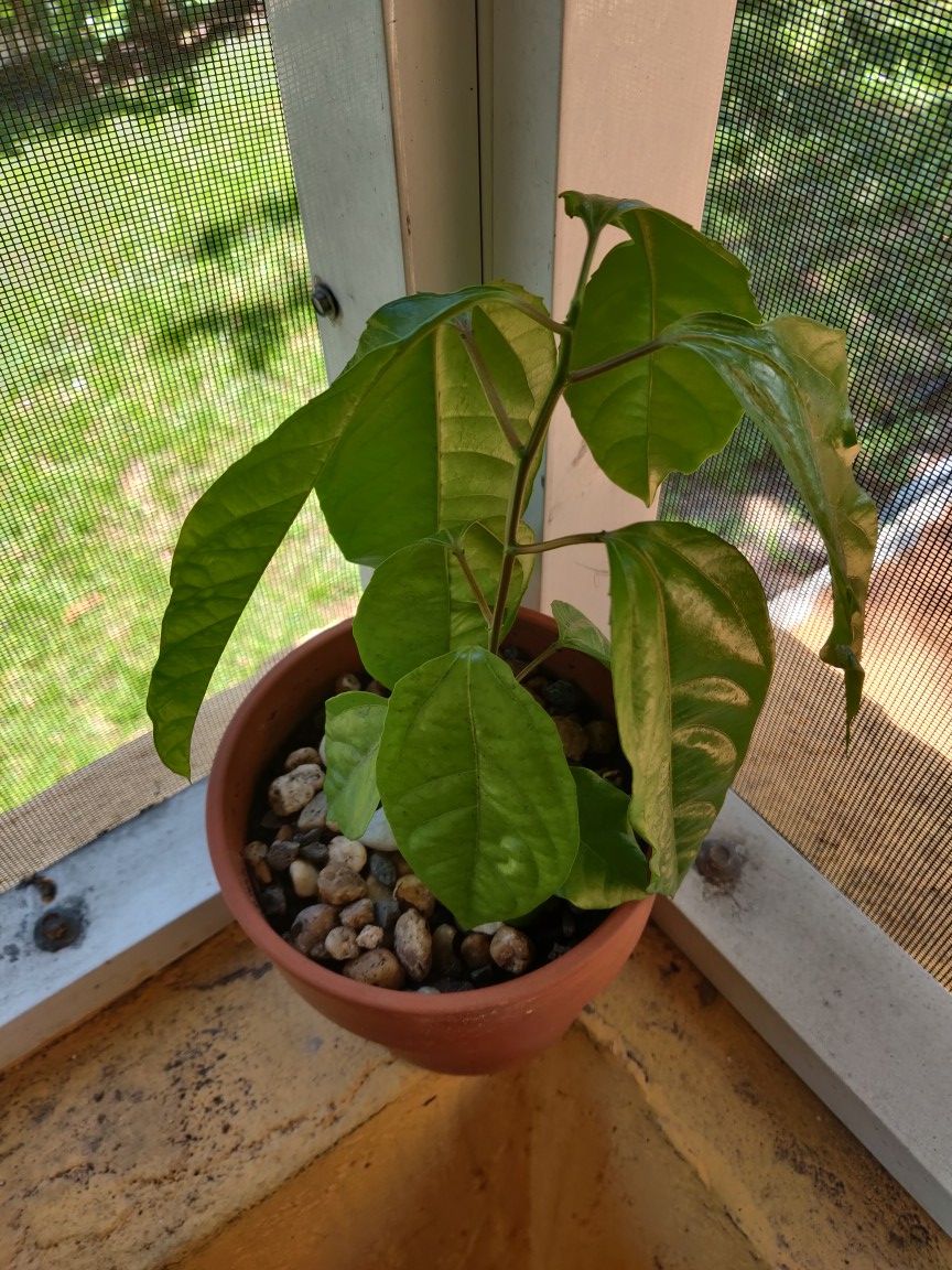 Maracuyá Exotic red passion fruit plant 10 inches in height