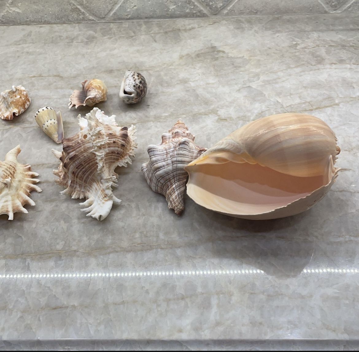 Various Large & Small Vintage Seashell Collection 