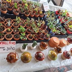 3/3-4 This Weekend Selection At Jason's Local Garden Located In New River Grove In Davie Off Griffin Road  10% To Offerup Customers 