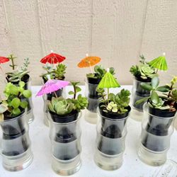 Succulent Arrangements in Glass Bamboo Pots Cups