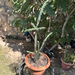 Tree Cholia Cactus
