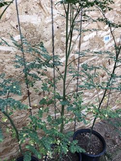 Moringa Plant 4 ft tall/ 4 pies Alta