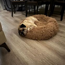 New Pet Bed For Small Dog Or Cat