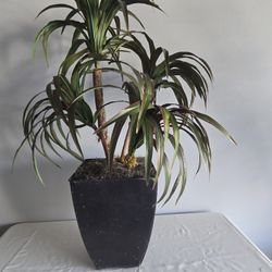 Artificial Plant
