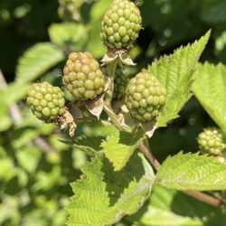 Triple crown, blackberry plants thornless organic