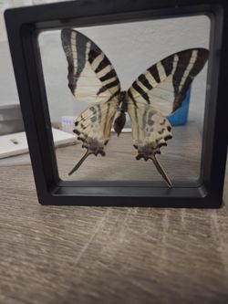 Taxidermy Butterfly