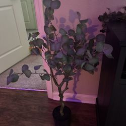 eucalyptus Plant
