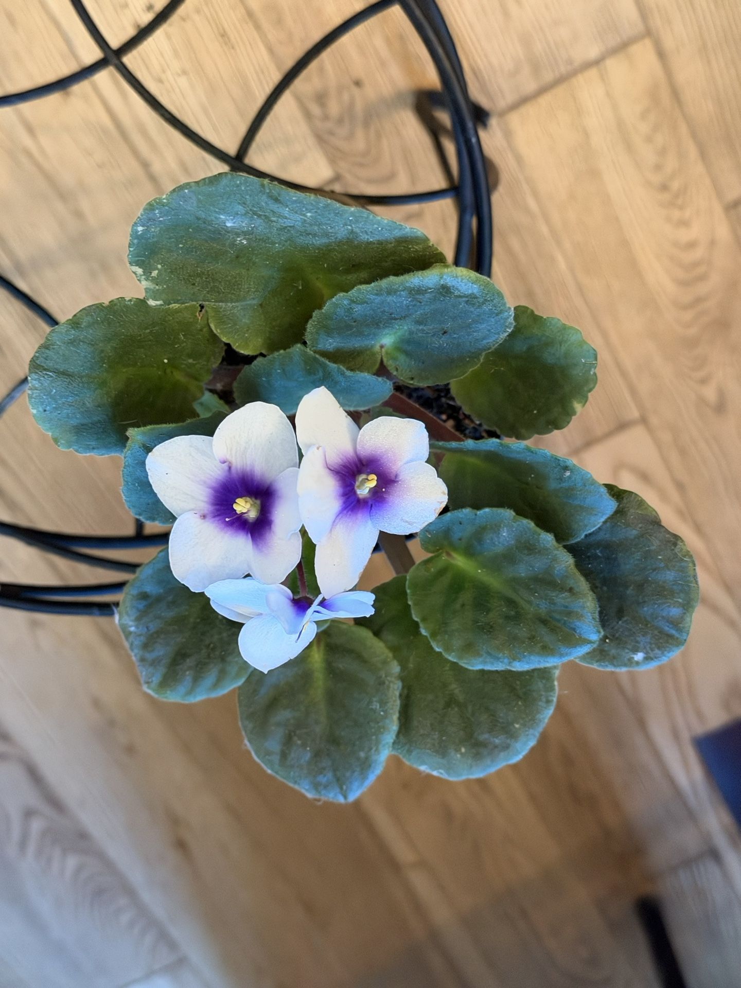 Choice Of Indoor Plants $5 Each