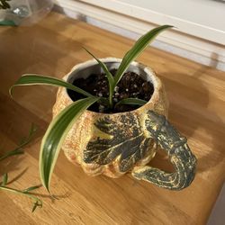 Reverse Spider Plant In a Cute Seasonal Mug