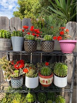 Plantas