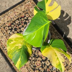 Monstera Aurea Marmorata 