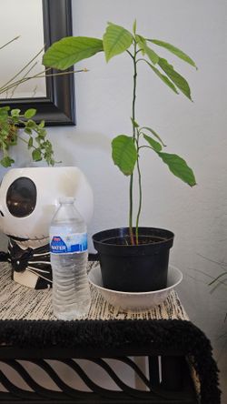 Small Avocado tree , healthy