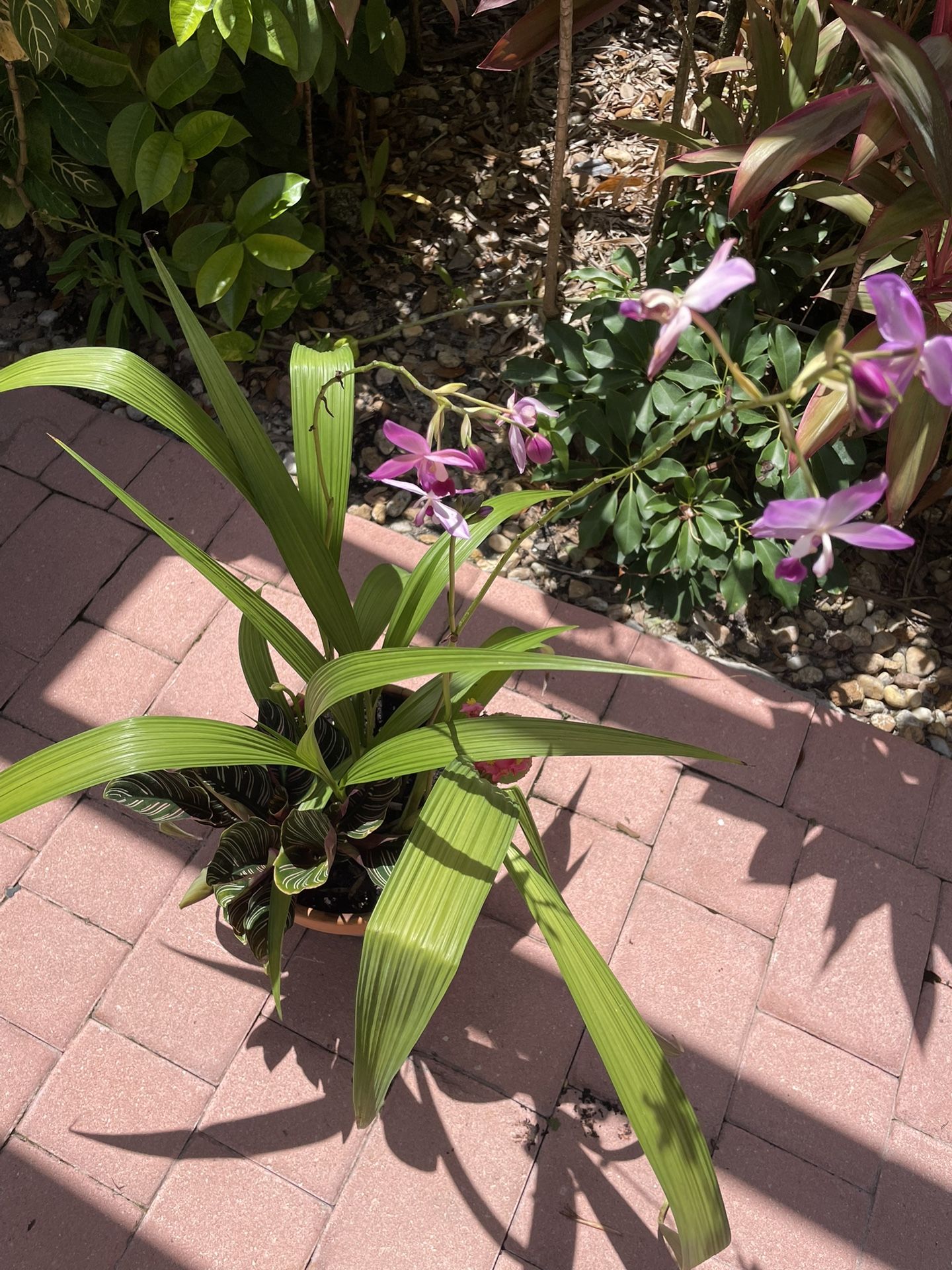 Ground Orchid Arrangement