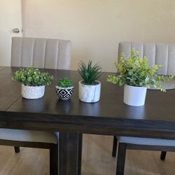 Decorative Plants 