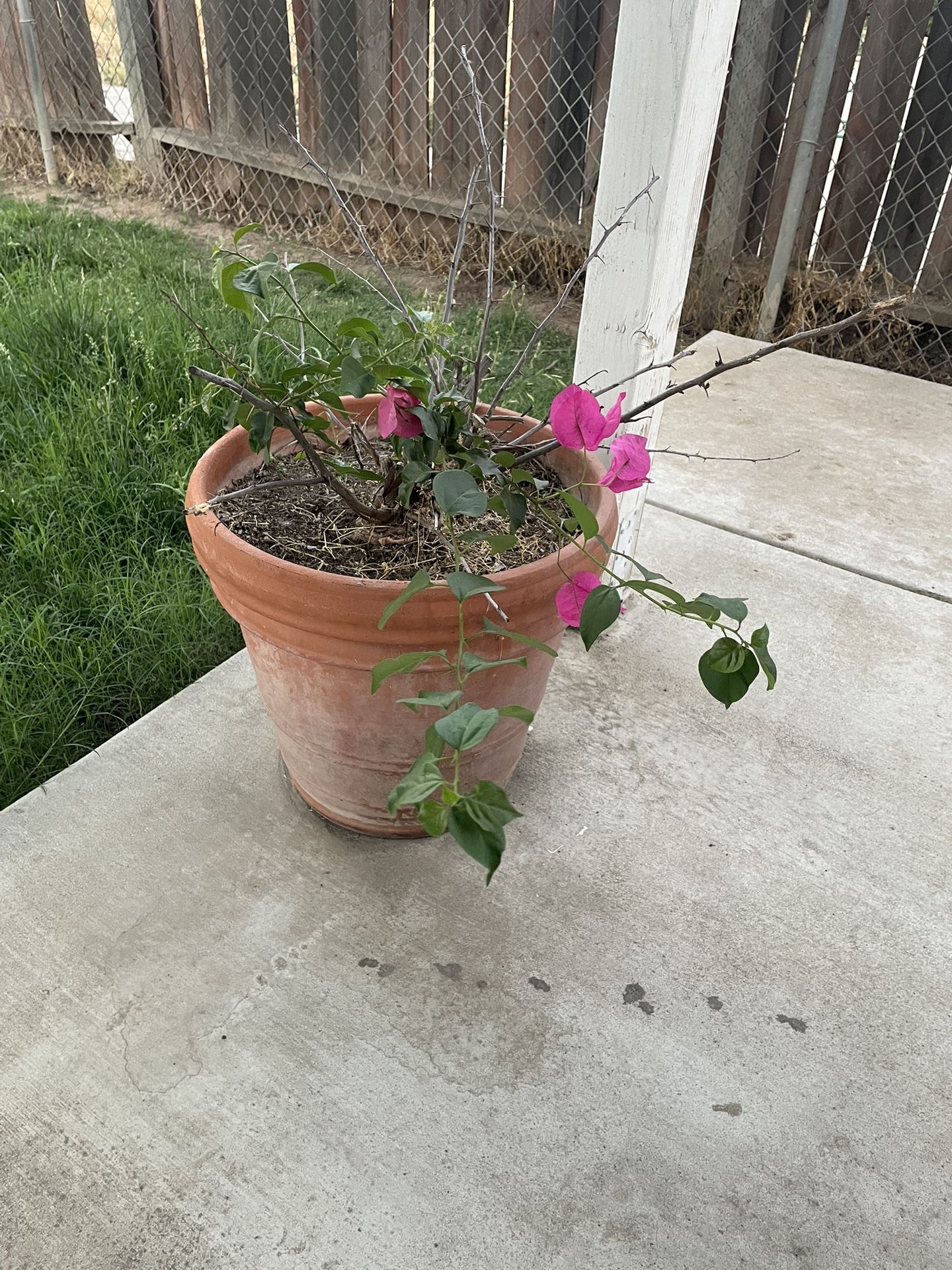 Plant With Pot