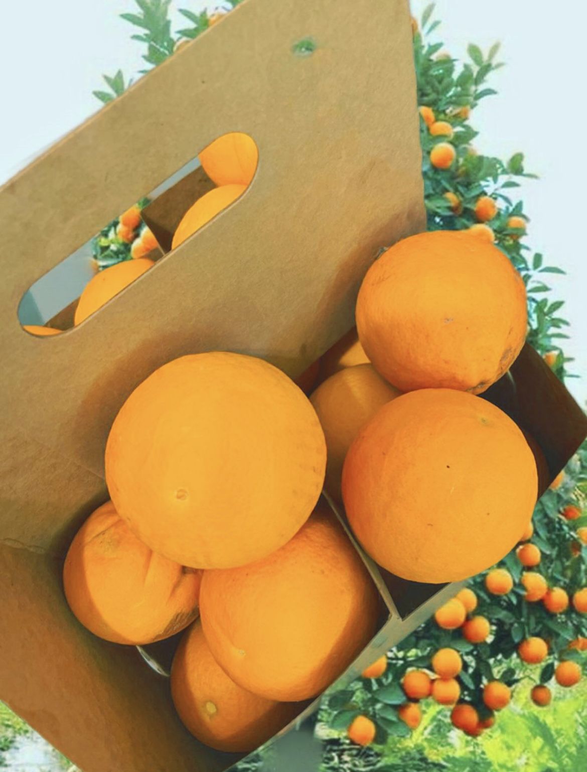 Fresh Free Oranges!
