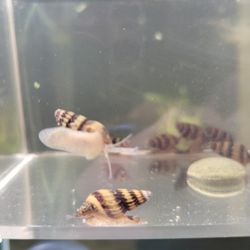 Freshwater Tank Supplies