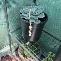 Blooming Echeveria Succulents – Rosette Form | Starting at $6