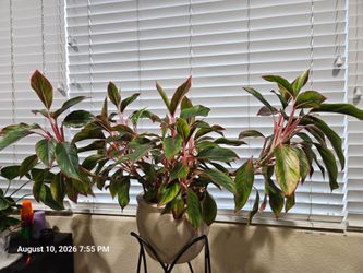 Aglaonema plants $30
