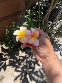 Rainbow  Plumaria  Cuttings  Not Rooted   Fresh  As You Pick Up 